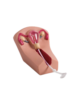 IUD TRAINING MODEL 
